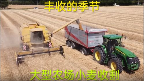 豐收季里的金色交響 大型農(nóng)場(chǎng)小麥?zhǔn)崭畹臋C(jī)械化革命